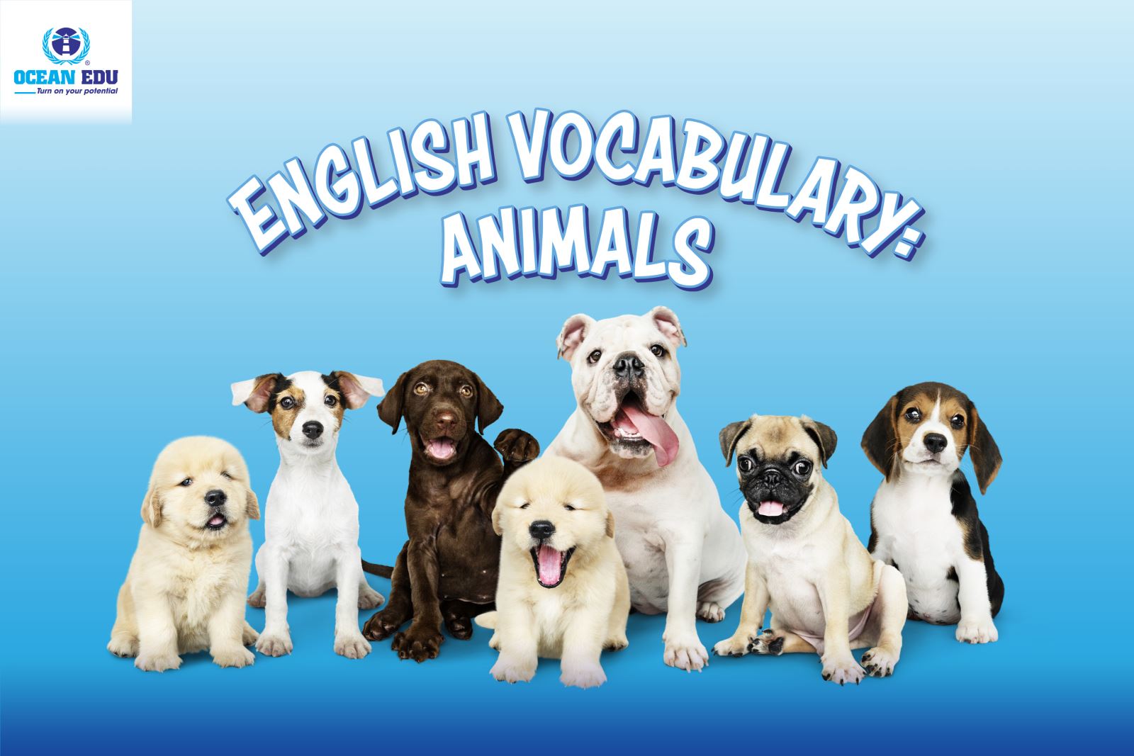 English Vocabulary - Animals