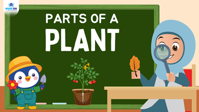 🌱 Parts of a Plant - Các phần của một cây.